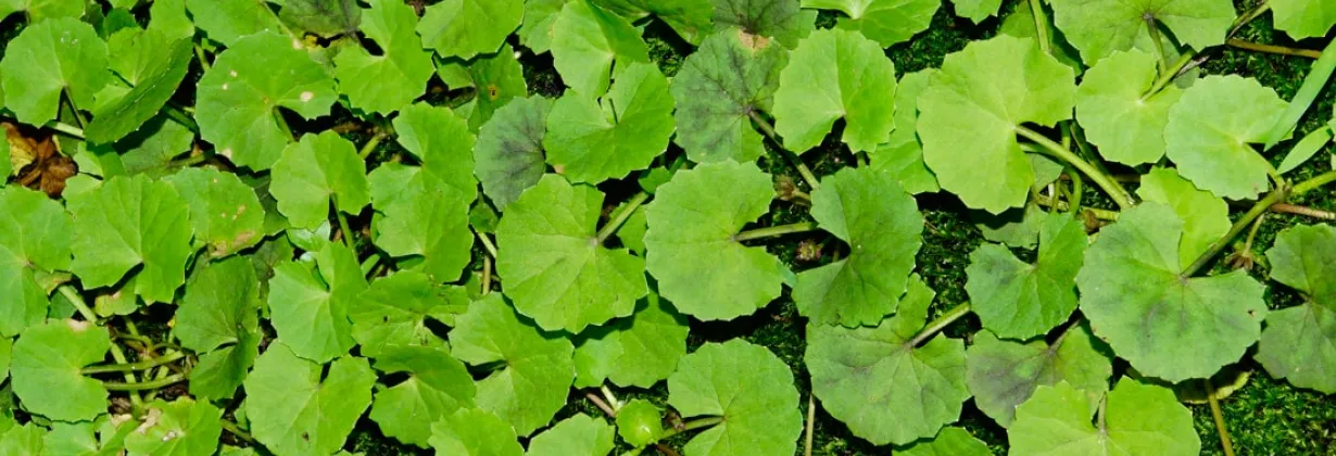 🌿 Centella Asiatica (pupečn&iacute;k asijsk&yacute;) &ndash; proč ji pleť miluje a kdy ji opravdu potřebuje | shop.laruff.cz