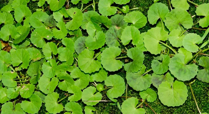 🌿 Centella Asiatica (pupečn&iacute;k asijsk&yacute;) &ndash; proč ji pleť miluje a kdy ji opravdu potřebuje | laruff.cz